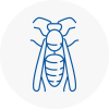 Spennymoor Wasp Nest Removal